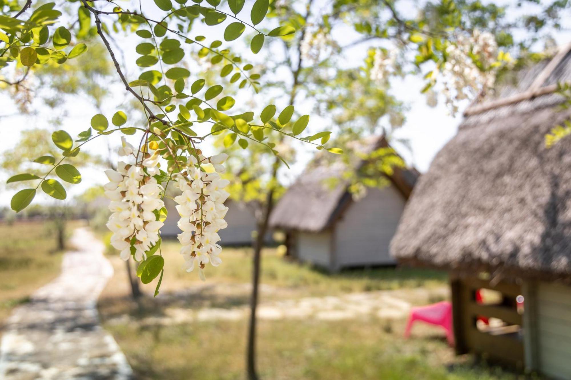 Dolphin Camping Sfântu Gheorghe Exterior photo